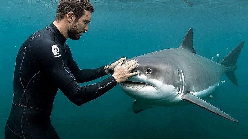 Акула напала на мужчину и перекусила его доску в Австралии