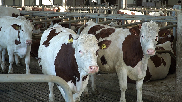 В Краснодарском крае с начала 2022 года произвели более 800 тысяч тонн молока