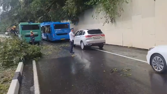 Дерево упало на рейсовый автобус в Сочи