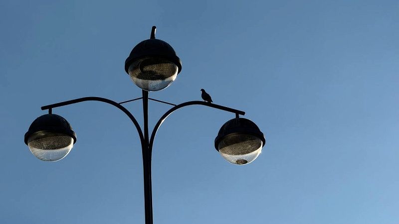 Хаски погибла из-за удара током от неисправного фонарного столба в Москве