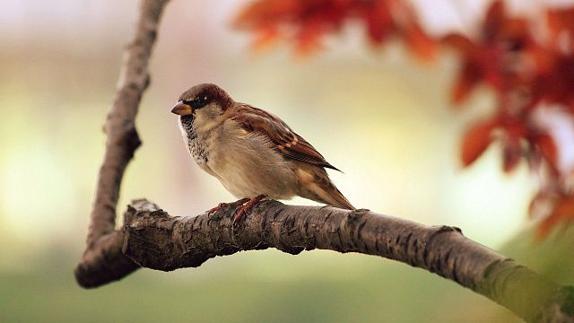 1 апреля отмечается Международный день птиц. Фото: pixabay.com