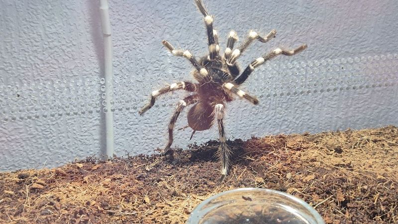 На Казантипе нашли неизвестных ранее пауков для фауны Крыма