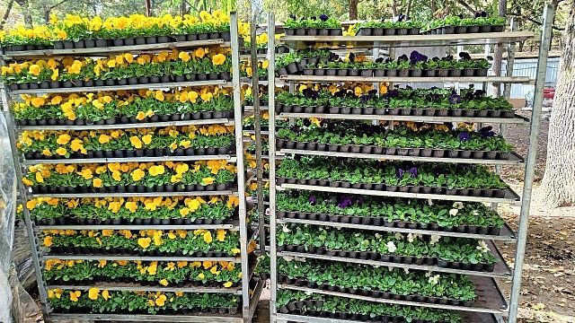 Весной в клумбах Краснодара высадят 46 тысяч цветов Фото: пресс-служба администрации Краснодара