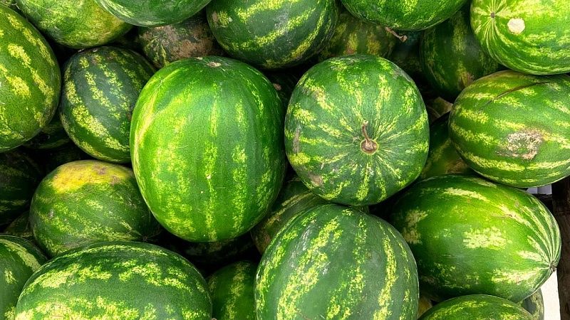 Ученый Лазько заявил, что сейчас на прилавках нет кубанских арбузов