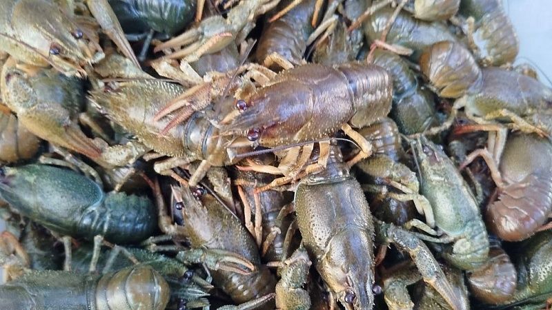 Подозреваемых в незаконной добыче раков арестовали в Татарстане