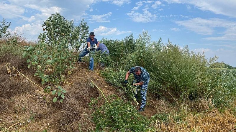 Первый этап профилактической операции «Мак» начался на Кубани