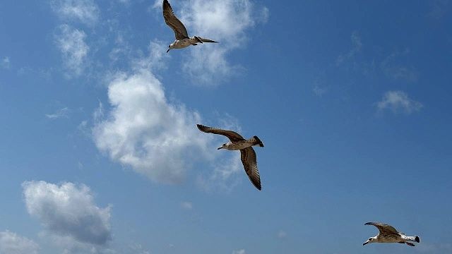 Девять беспилотников были сбиты над акваторией Черного моря