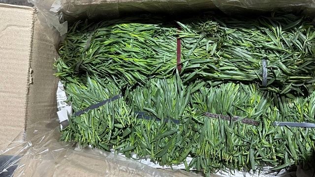 Фото: ЮМУ Россельхознадзора 