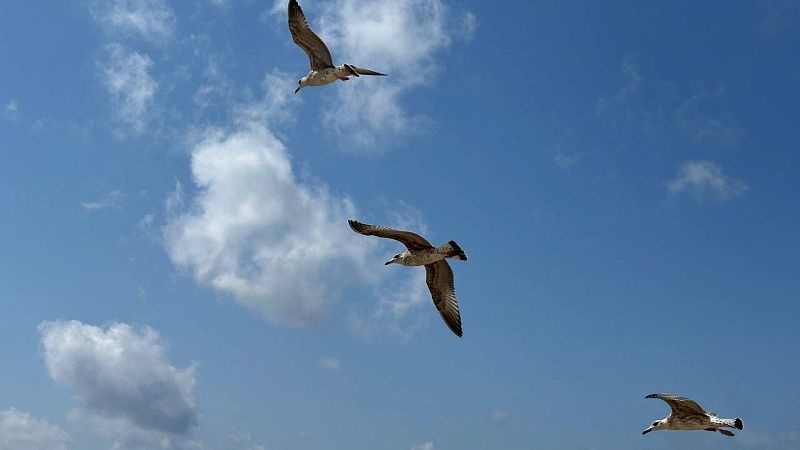 Девять беспилотников были сбиты над акваторией Черного моря