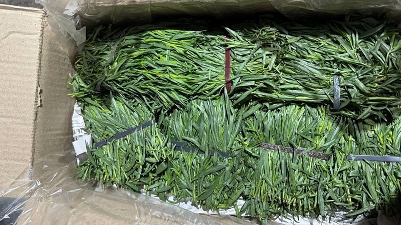 Зараженный трипсом эстрагон из Армении задержали в аэропорту Сочи