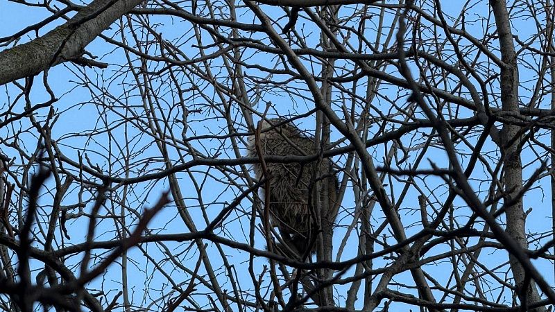 Об опасности встречи с дикими енотами предупредили туристов в нацпарке Сочи