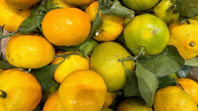 Импортные лимоны подорожают на 25% на Кубани 