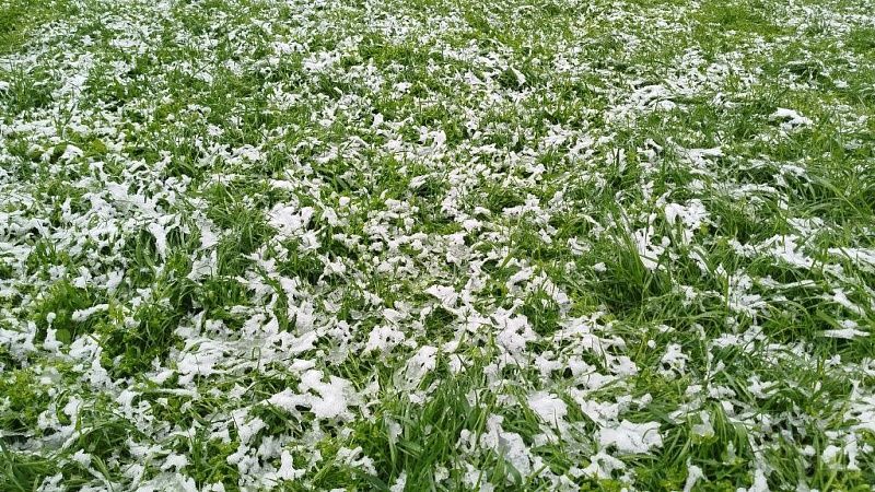 Неожиданный апрельский снег может навредить урожаю 2026 года на Кубани