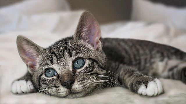 Международный день кошки отмечается 8 августа. Фото: pixabay.com