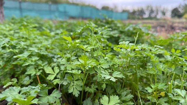 Весна не ждёт: как правильно подготовить огород, чтобы потом не бегать с лейкой и валерьянкой?