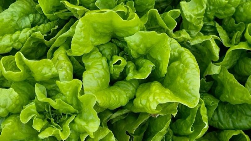 Карантинного вредителя выявили в партии салата из Египта в Новороссийске 