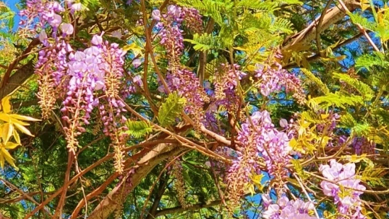 «Цветок из драконьей пасти» распустился в дендропарке Сочи