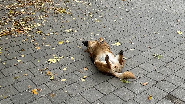 Отлов бездомных собак проведут в Динском районе 