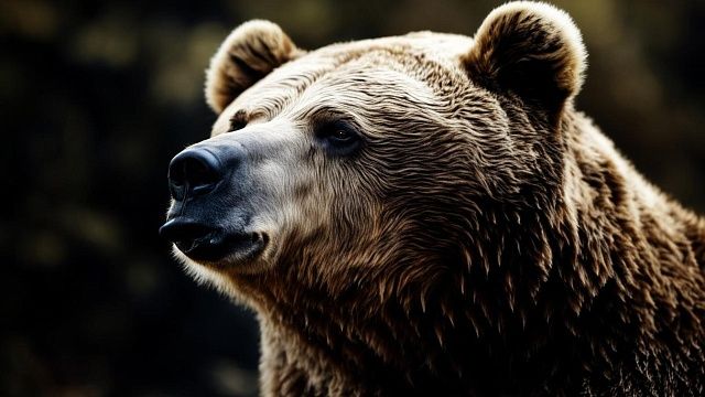 День медведя отмечается 13 декабря. Фото:  Kandinsky 2.2