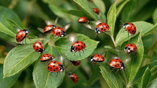 Врач Гузман рассказала, как защититься от хищных божьих коровок-арлекинов