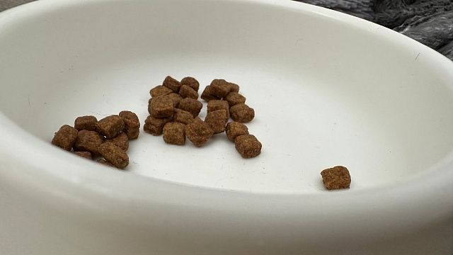 Растерзавших ребёнка собак не кормили три дня в Сочи