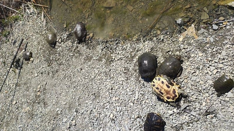 Очевидцы сняли на видео около 10 мёртвых черепах в Анапе