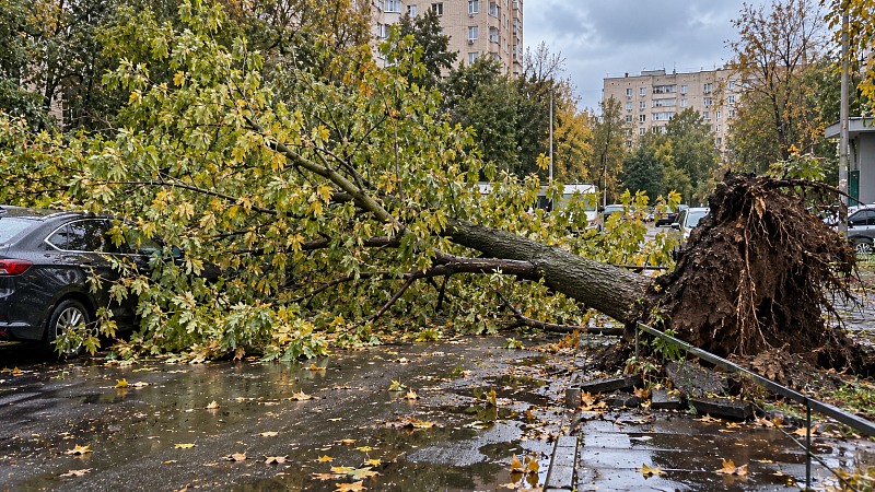 Каждое четвертое упавшее из-за ветра дерево оказалось кленом в Москве