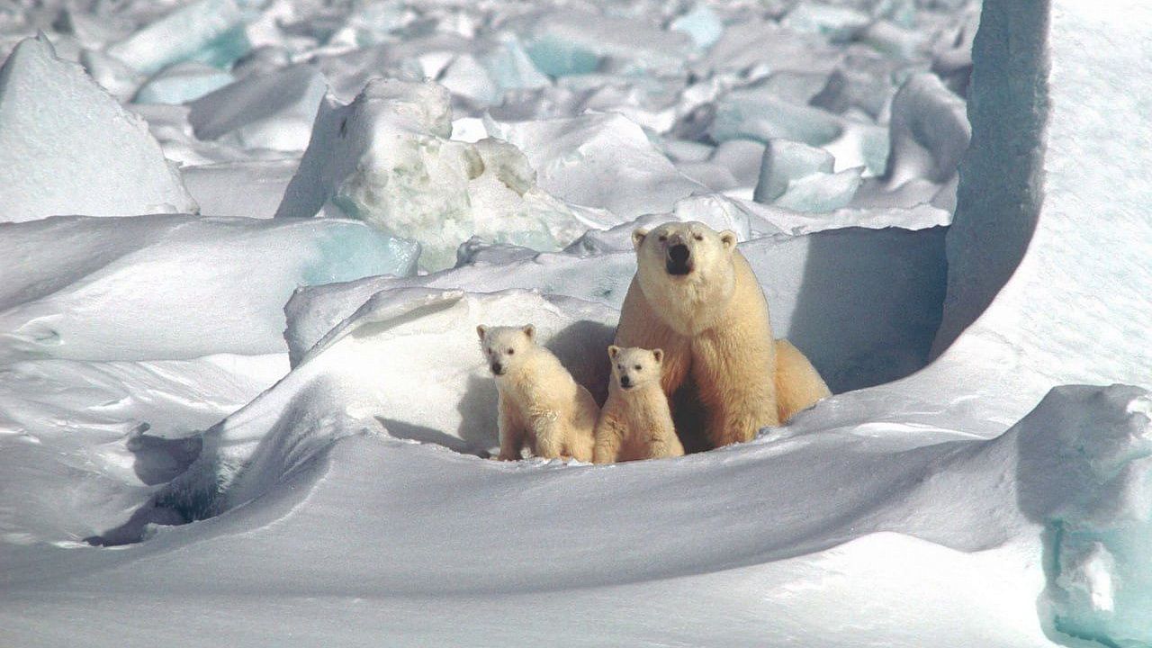27 февраля - Международный день полярного медведя. Фото: pxhere.com/ru/photo/589837