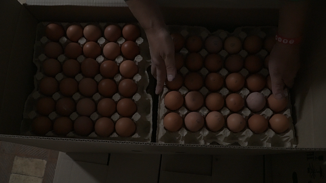 С начала 2023 года Кубань нарастила показатели производства мяса птицы и яиц. Фото: телеканал «Краснодар»