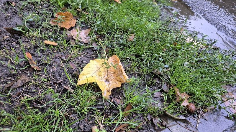 Дождь с мокрым снегом прогнозируют 9 декабря на Кубани