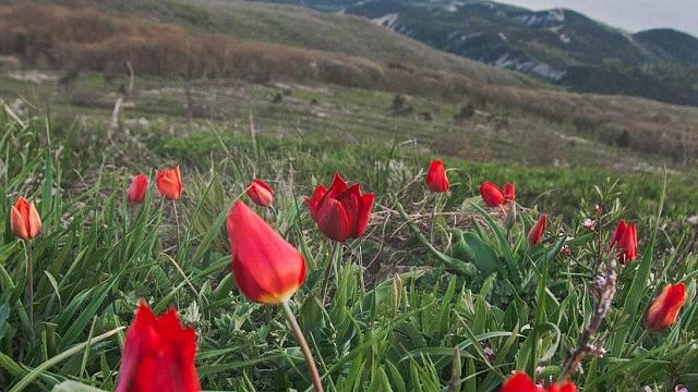 Дикие тюльпаны и пионы Фото: t.me/kokorin_roman