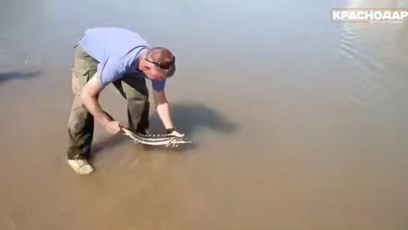 Опубликовано видео выпуска 10 тысяч особей осетровых в реку Кубань