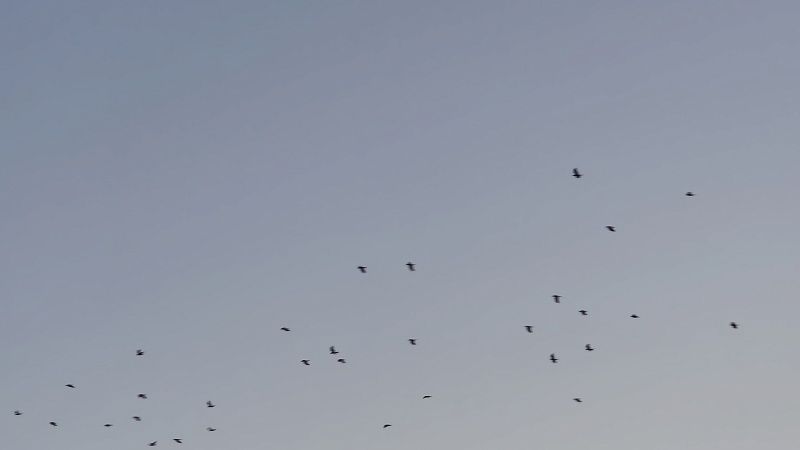 Силы ПВО сбили ещё один БПЛА на подлёте к Москве 