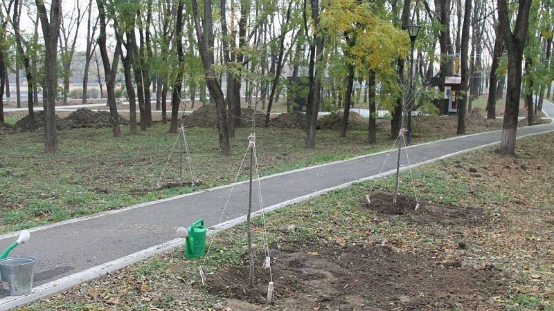 Липовую аллею заложили в Городской роще Армавира