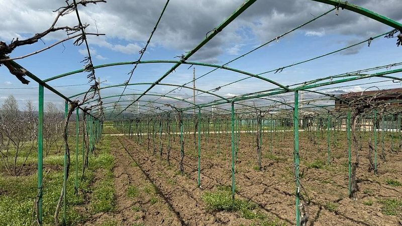 Главы Кубани и Краснодара поздравили аграриев с профессиональным праздником