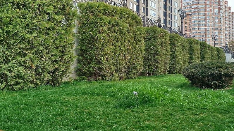 Борьбу с сорняками усилят перед Радоницей и Днём Победы в Краснодаре