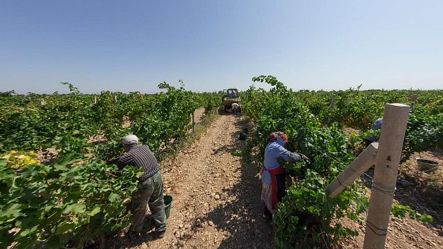 Кубань близка к рекордному в своей истории урожаю винограда