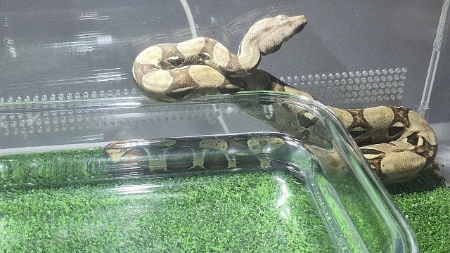 Девочка пережила укус смертельно опасной тигровой змеи в Австралии