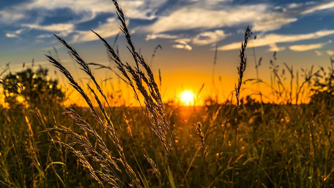В Симонов день, по повериям предков, на лугах вырастают целебные и полезные травы. Фото: pixabay.com