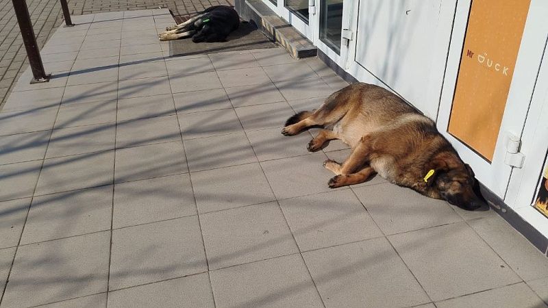 Свыше 240 нарушений при работе с бродячими животными выявила прокуратура Кубани