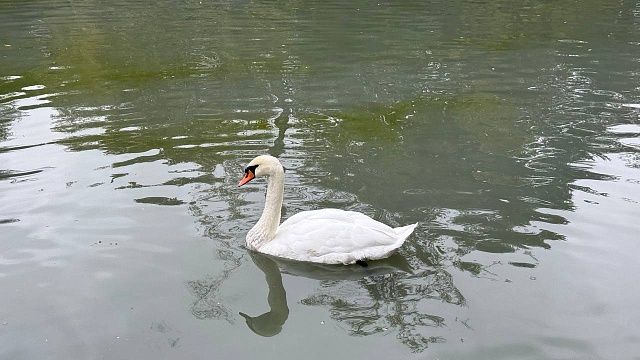 Фото: телеканал «Краснодар»