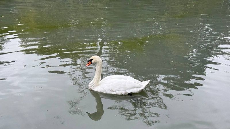 Подросток-изверг протащил лебедя за шею и попал на видео в Астрахани