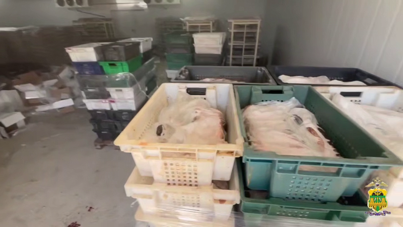 Свыше 100 тонн рыбы изъяли на Кубани