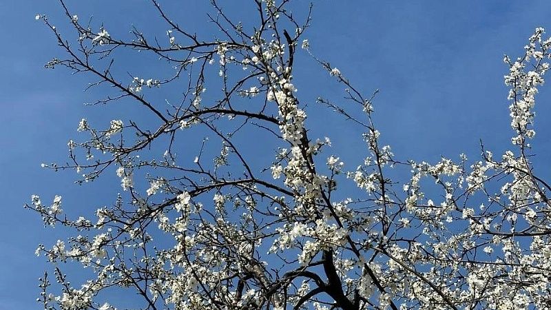 Учёные предупредили о риске снижения урожая из-за капризов погоды в Сочи