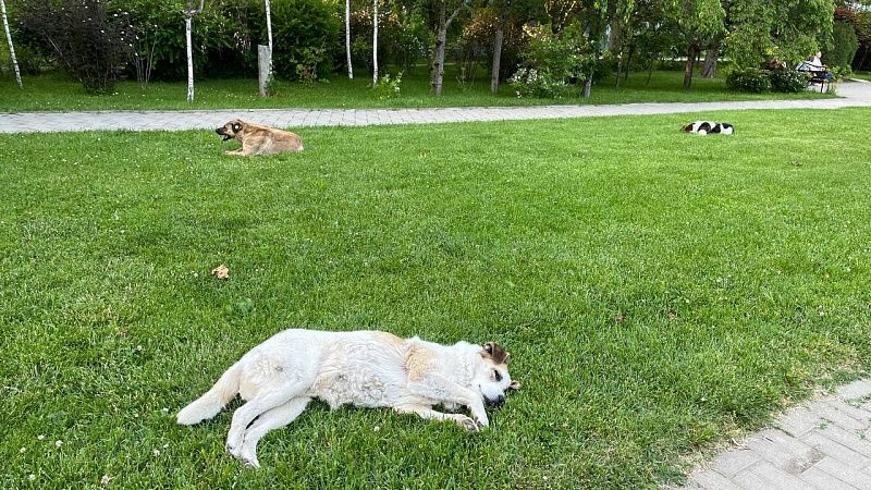 Приют для бездомных животных планируют расширить в этом году в Сочи