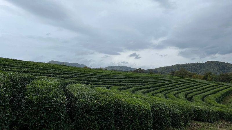 Похолодание на Кубани не повлияет на урожай чая в 2026 году в Туапсинском округе