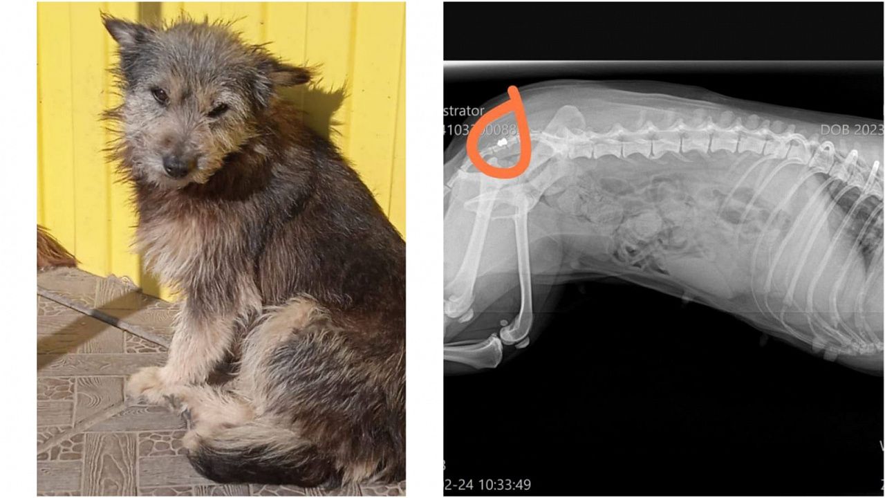 В Краснодаре нашли пулю в спине собаки. Фото: t.me/kot_pes_23/5843