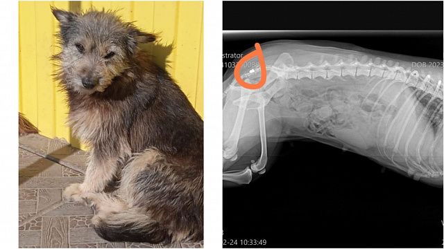 В Краснодаре спасли бездомную собаку с пулей в спине