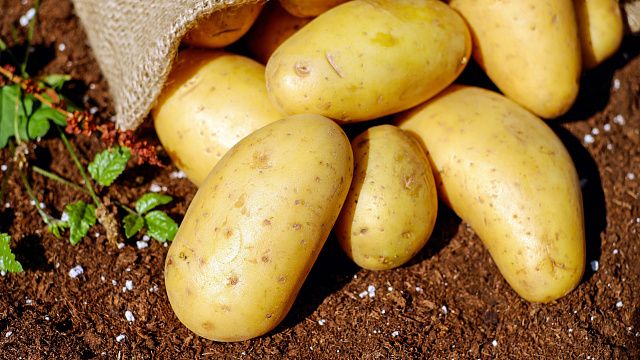 67% жителей Кубани в этом году будут сажать картофель на своих огородах 