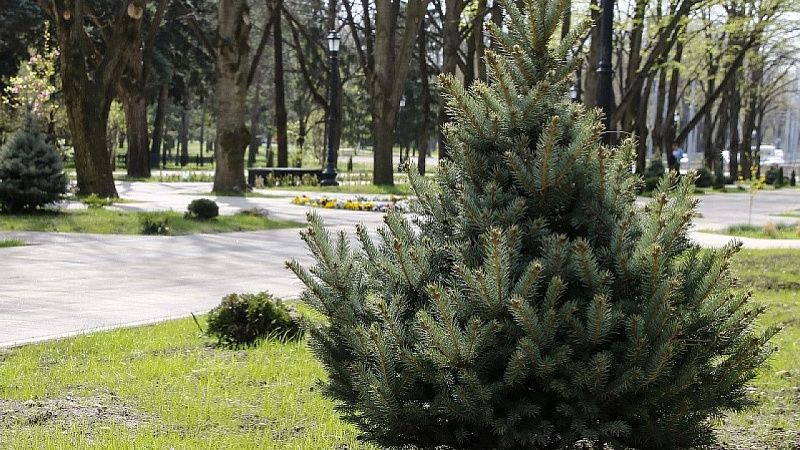 В Краснодаре благоустроят три новых сквера: Мичуринский, Изумрудный и Политехнический